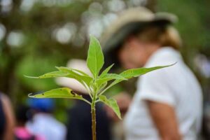 plantación de árboles Scalesia en Galápagos