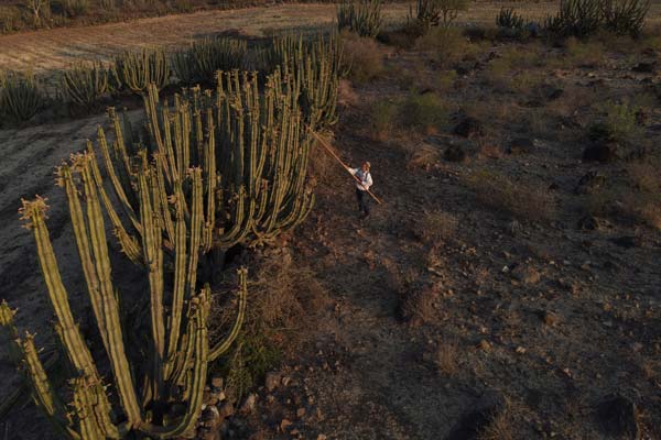 Amacueca está listo para el Festival de la Pitaya 2025