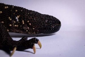 herpetarios para visitar en cdmx