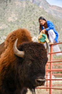 repoblación de bisonte en México