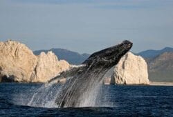 temporada de ballenas en Los Cabos