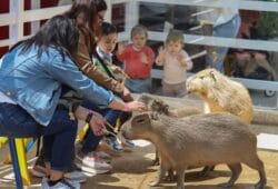 nuevas atracciones en Granja Las Américas