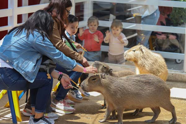 Granja Las Américas se renueva con nuevas atracciones y experiencias para toda la familia 1 nuevas atracciones en Granja Las Américas