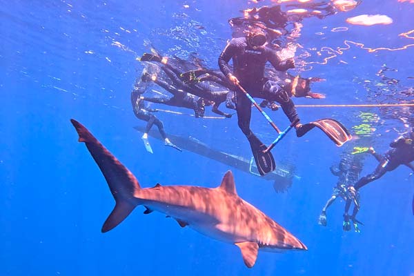 Shark Safari Impression Isla Mujeres