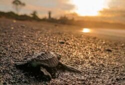 Panamá de Noche anidación de tortugas