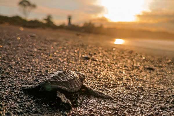 Panamá de Noche anidación de tortugas