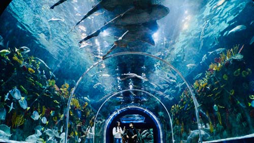 1.3 mil millones de dólares es el impacto de la industria de atracciones en México 2 acuario Michin CDMX
